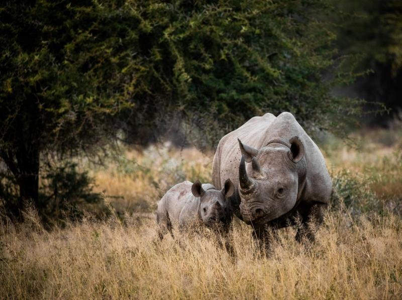 Afrique du Sud Itinérante